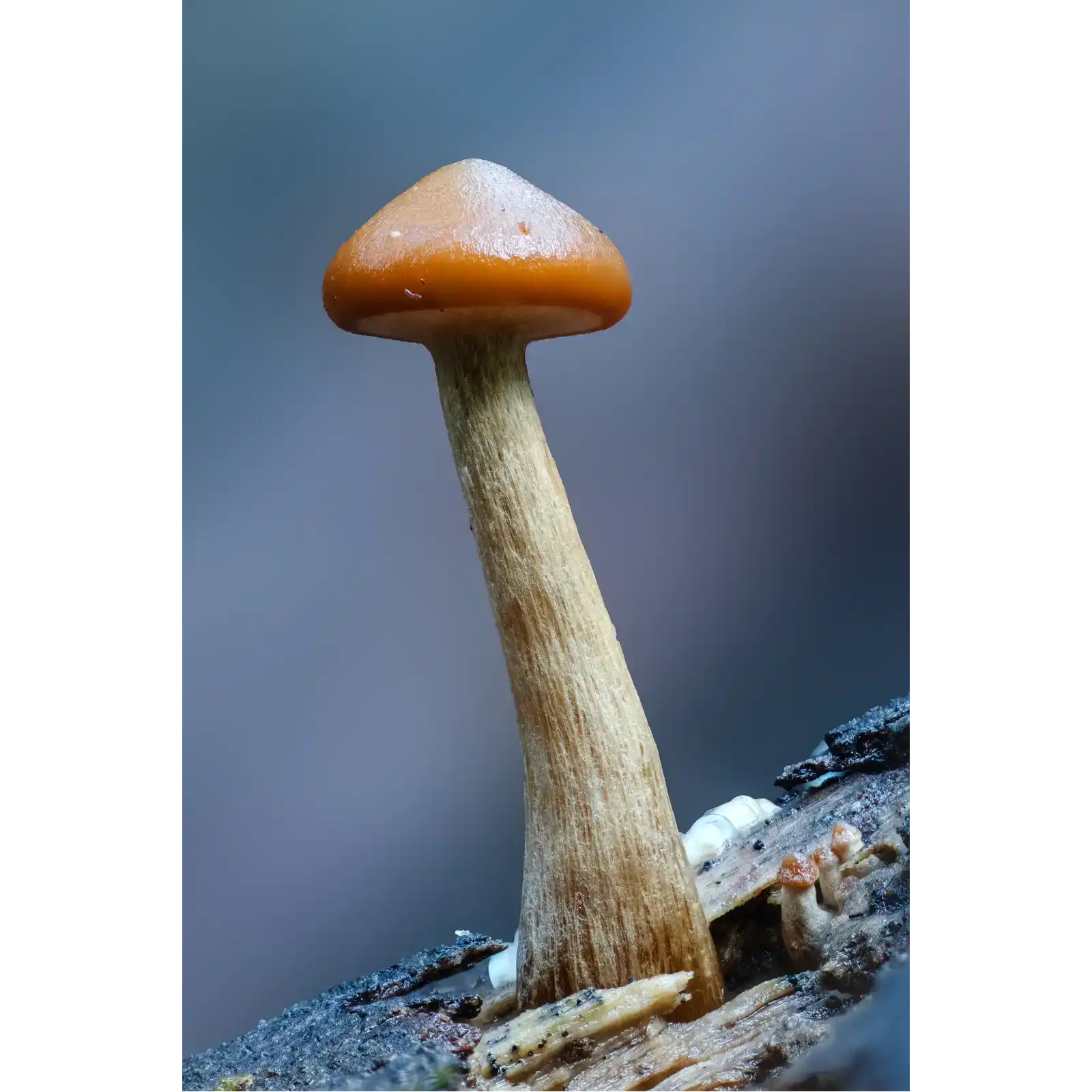 Single Mushroom  by Ben Wilkinson