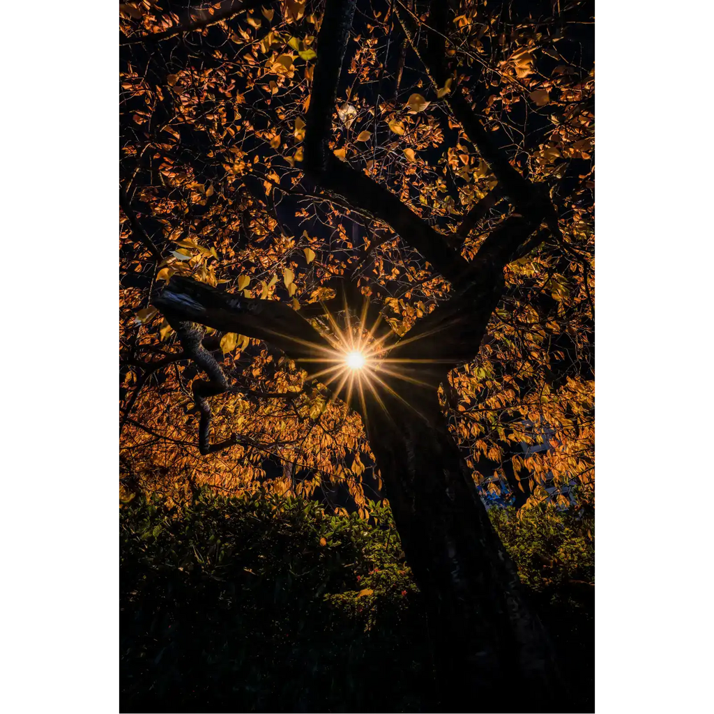 The Autumn Star - Hobart City by Ben Wilkinson