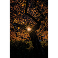 The Autumn Star - Hobart City by Ben Wilkinson