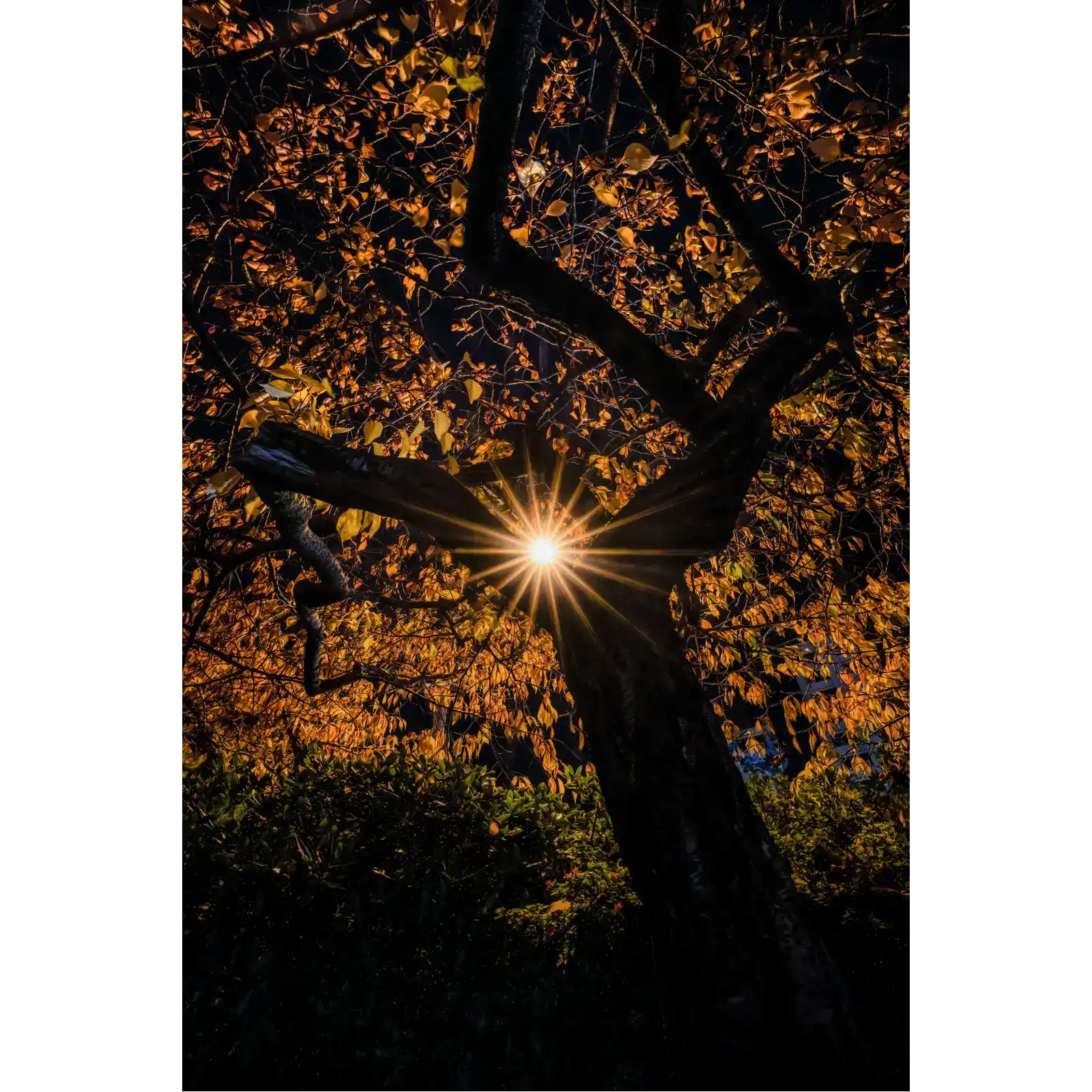 The Autumn Star - Hobart City by Ben Wilkinson