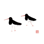 Oyster Catcher By Susie Collis