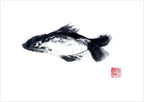 Just a Fish By Susie Collis