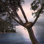 Twings and Leaves by Suellen Saidee Cook