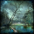 Daisy fields by Suellen Saidee Cook