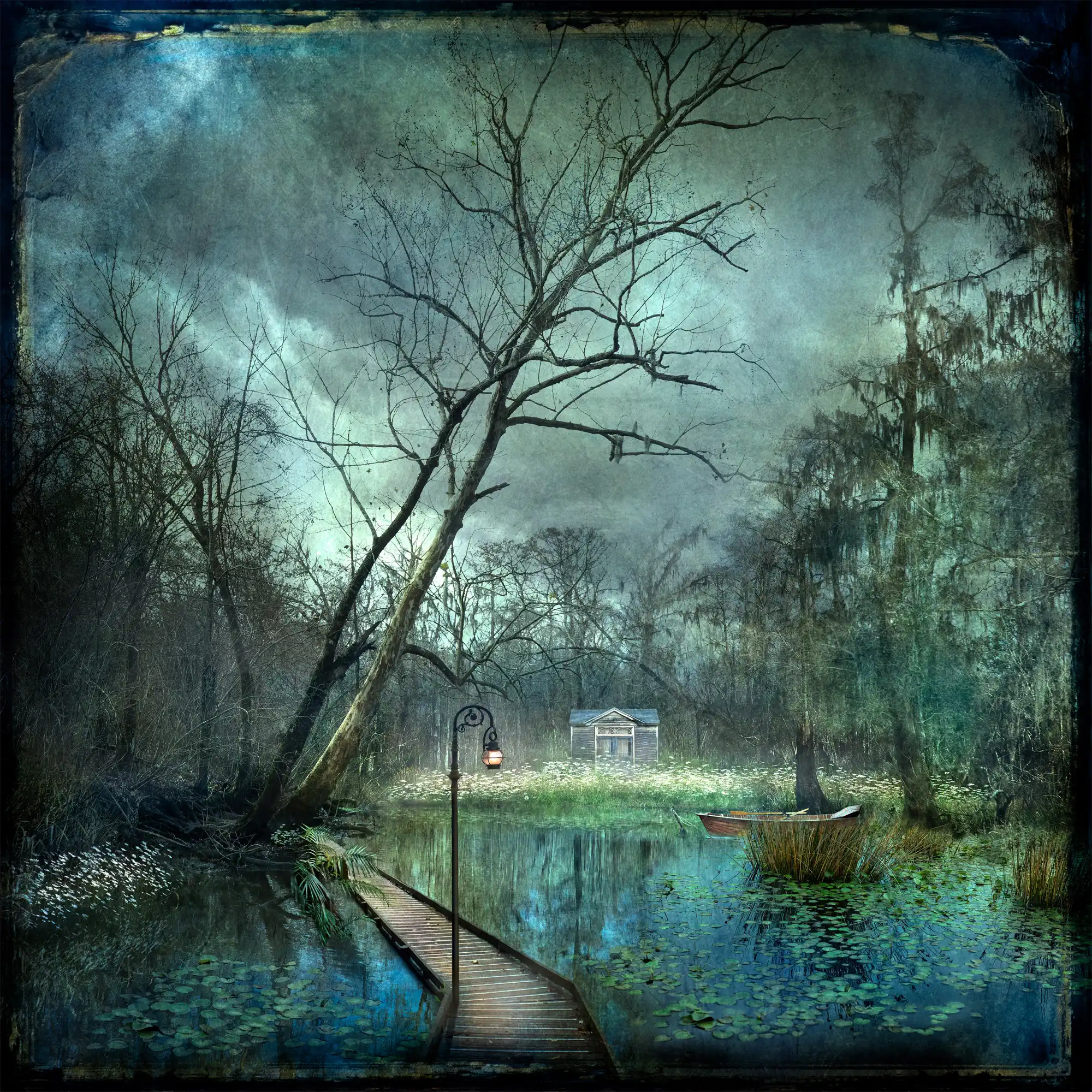 Daisy fields by Suellen Saidee Cook