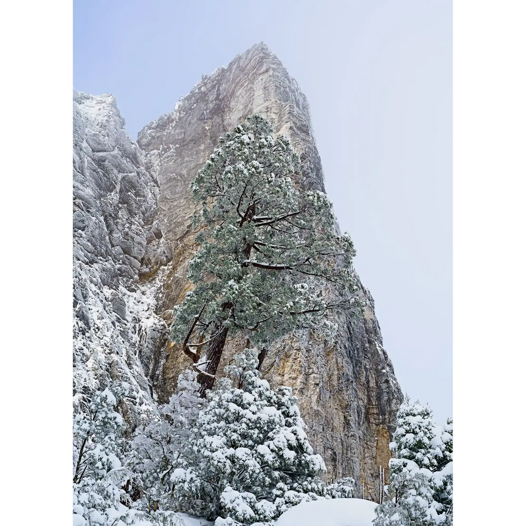 Sharlands snow-dusted pencil pine, Tasmania by Grant Dixon