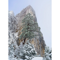 Sharlands snow-dusted pencil pine, Tasmania by Grant Dixon