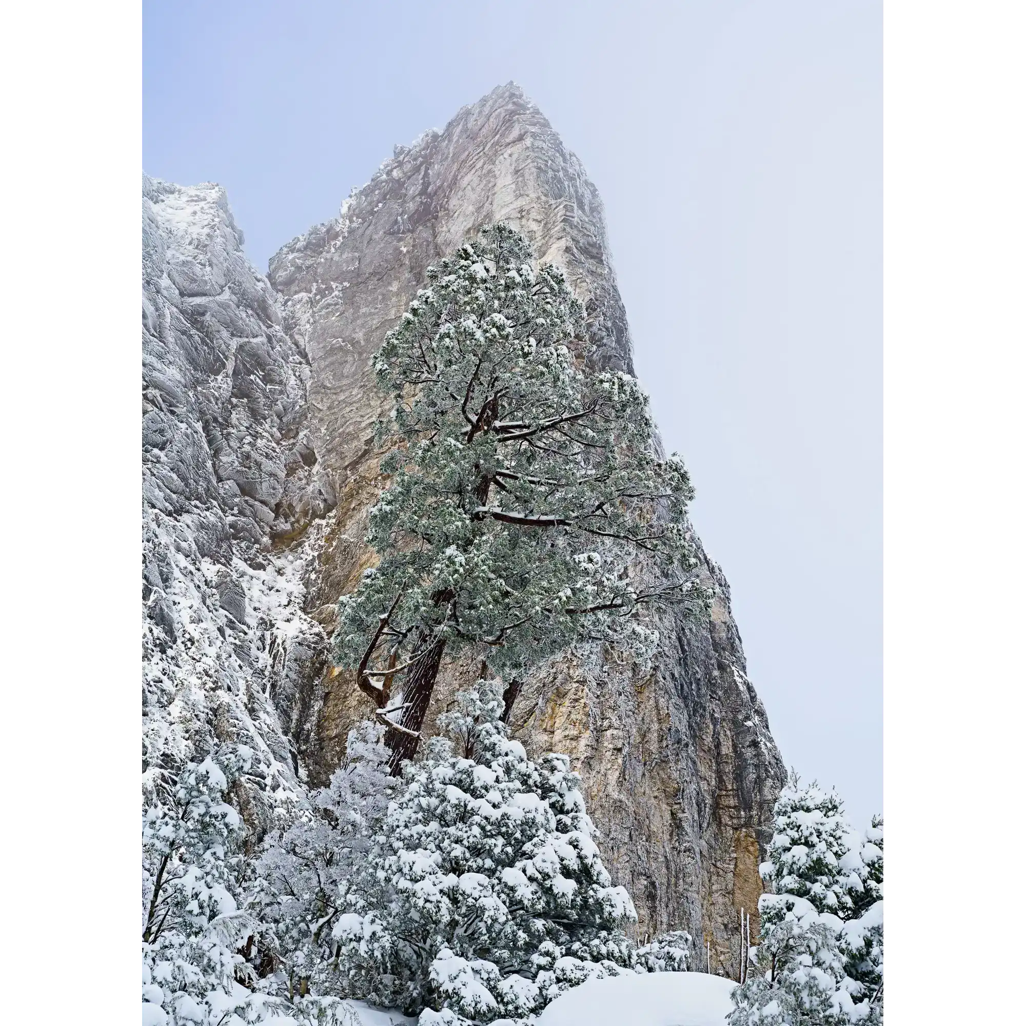 Sharlands snow-dusted pencil pine, Tasmania by Grant Dixon