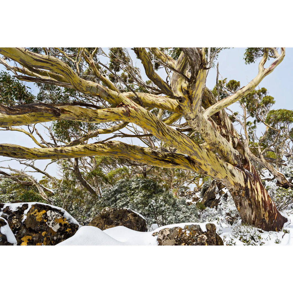 Snowgum Mt Field  #1, Tasmania by Grant Dixon