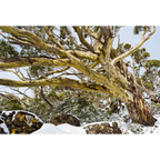 Snowgum Mt Field  #1, Tasmania by Grant Dixon