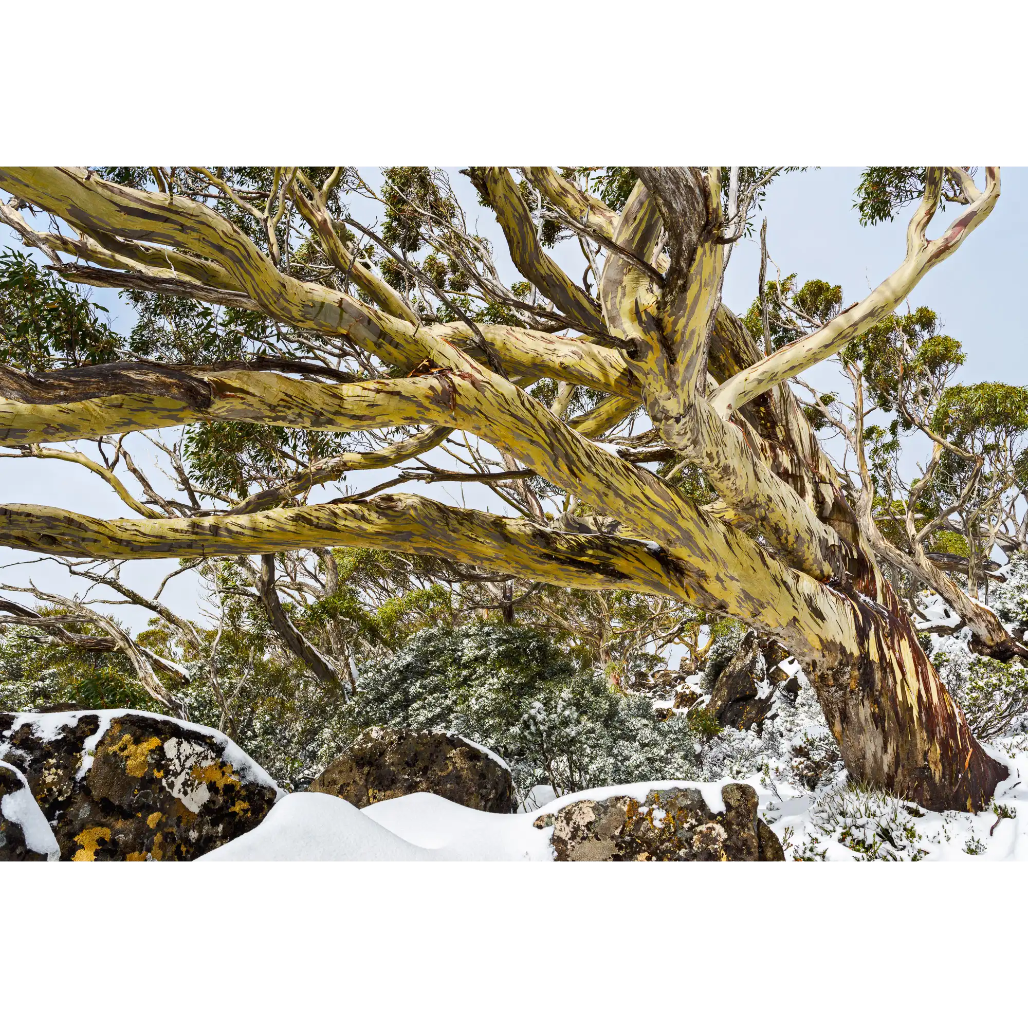 Snowgum Mt Field  #1, Tasmania by Grant Dixon