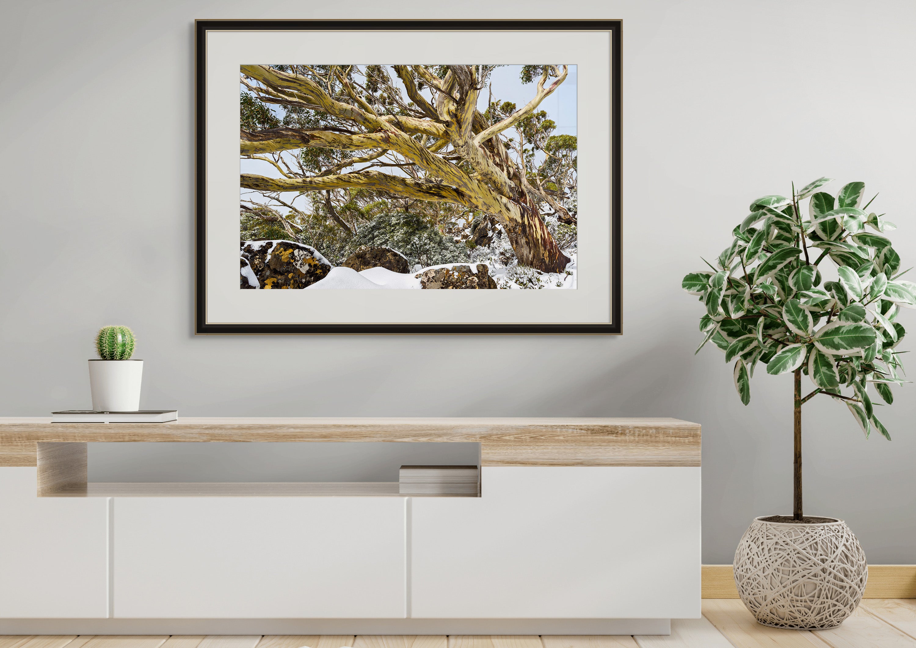 Snowgum Mt Field  #1, Tasmania by Grant Dixon