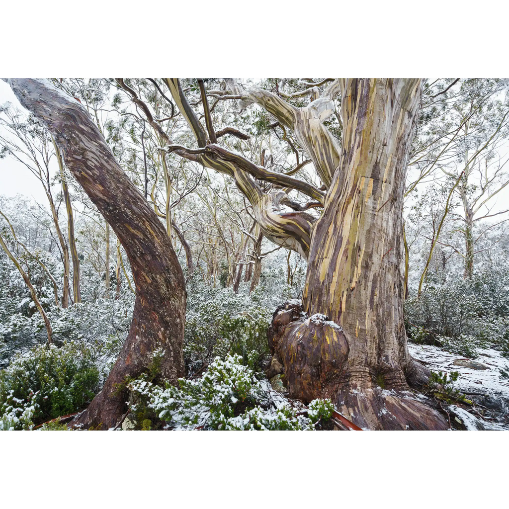Hugel snowy woodland, Tasmania by Grant Dixon