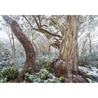 Hugel snowy woodland, Tasmania by Grant Dixon
