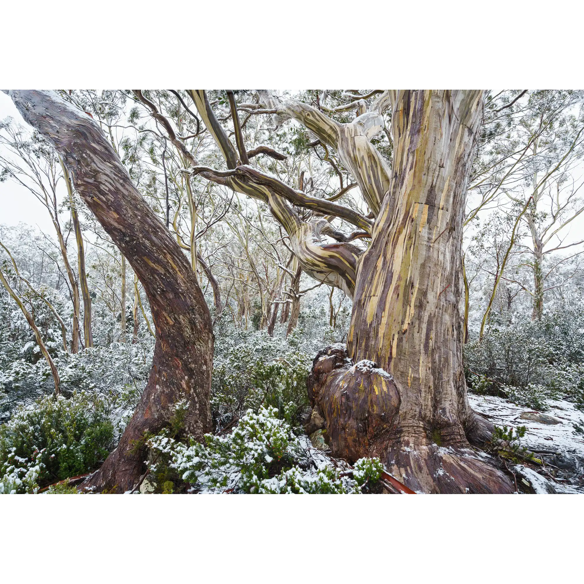 Hugel snowy woodland, Tasmania by Grant Dixon