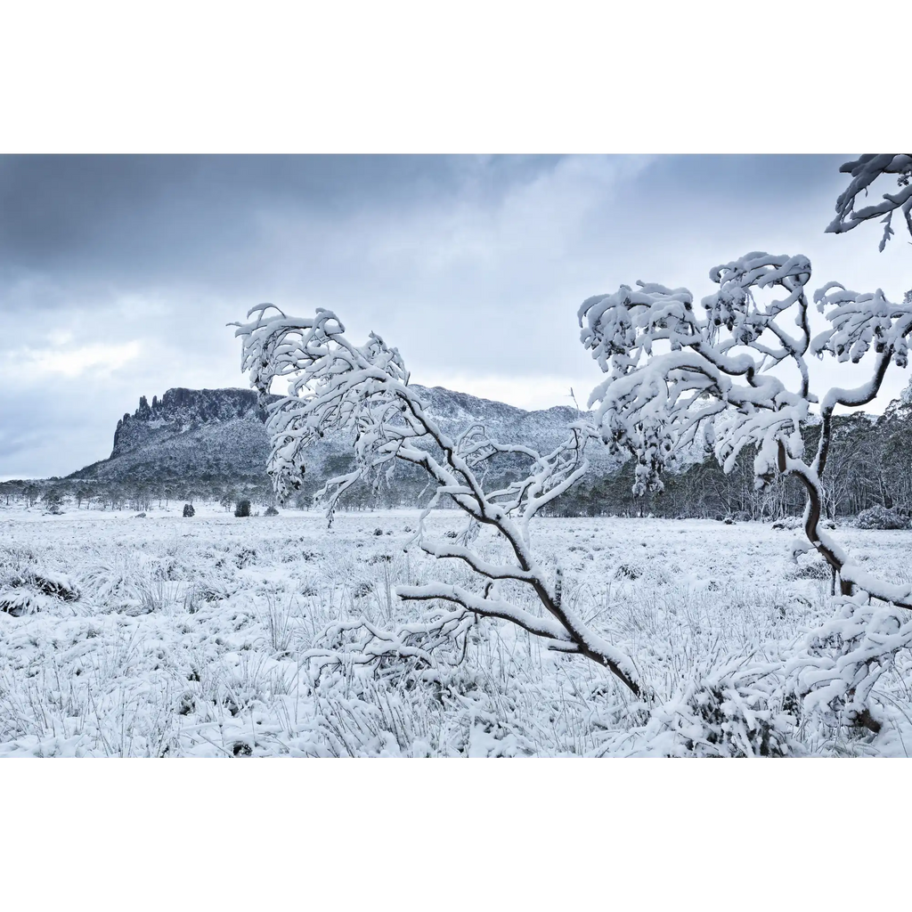 Oakleigh snowy dusk, Tasmania by Grant Dixon
