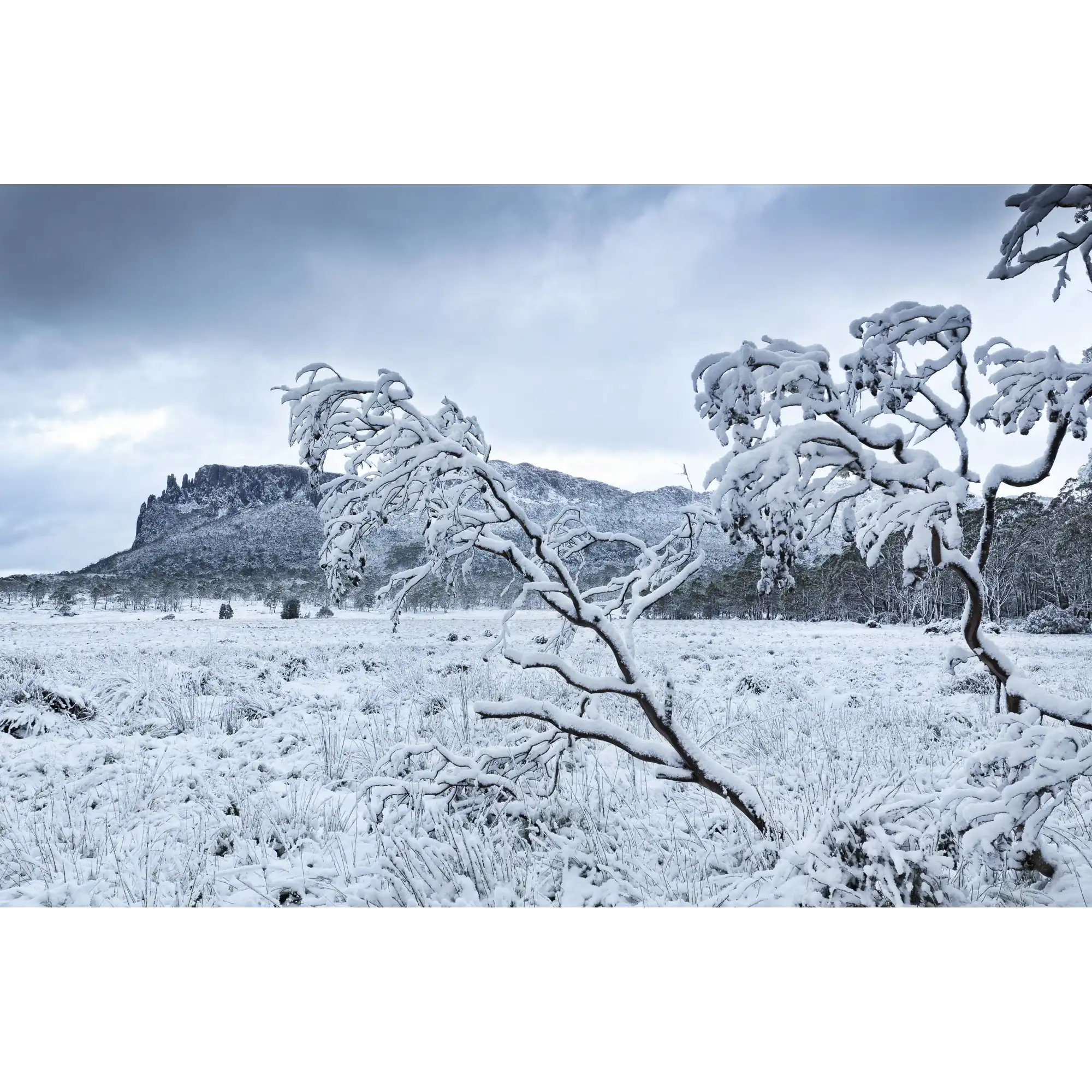 Oakleigh snowy dusk, Tasmania by Grant Dixon