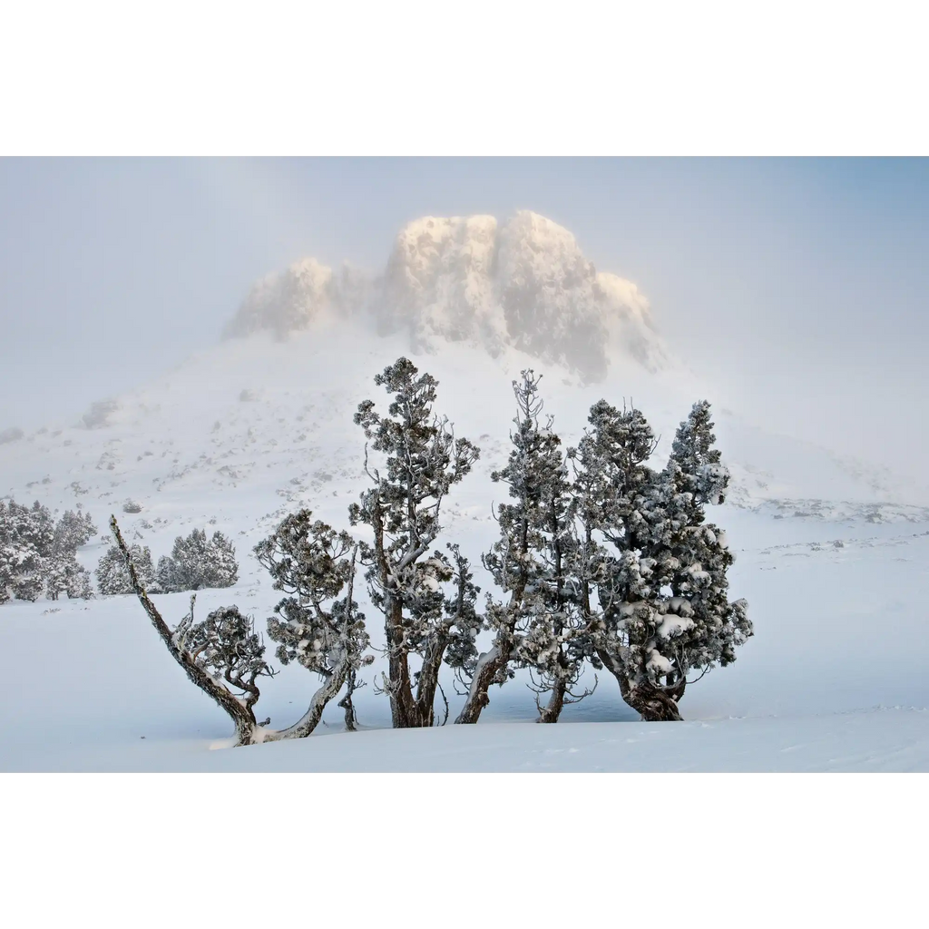 Damascus winter dawn, Tasmania by Grant Dixon