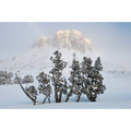 Damascus winter dawn, Tasmania by Grant Dixon