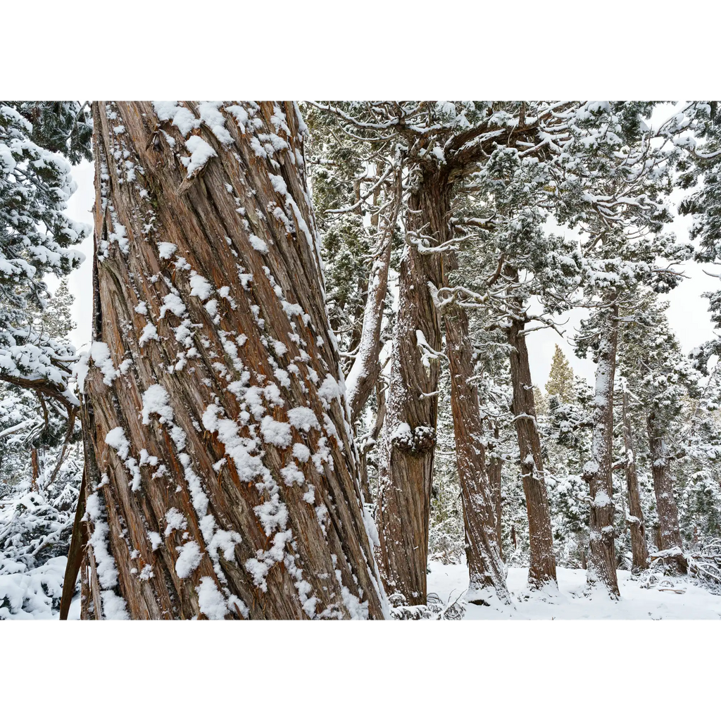 Snowy Pencil Pine forest #1, Tasmania by Grant Dixon