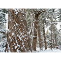 Snowy Pencil Pine forest #1, Tasmania by Grant Dixon