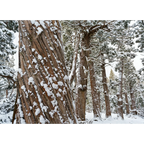 Snowy Pencil Pine forest #1, Tasmania by Grant Dixon