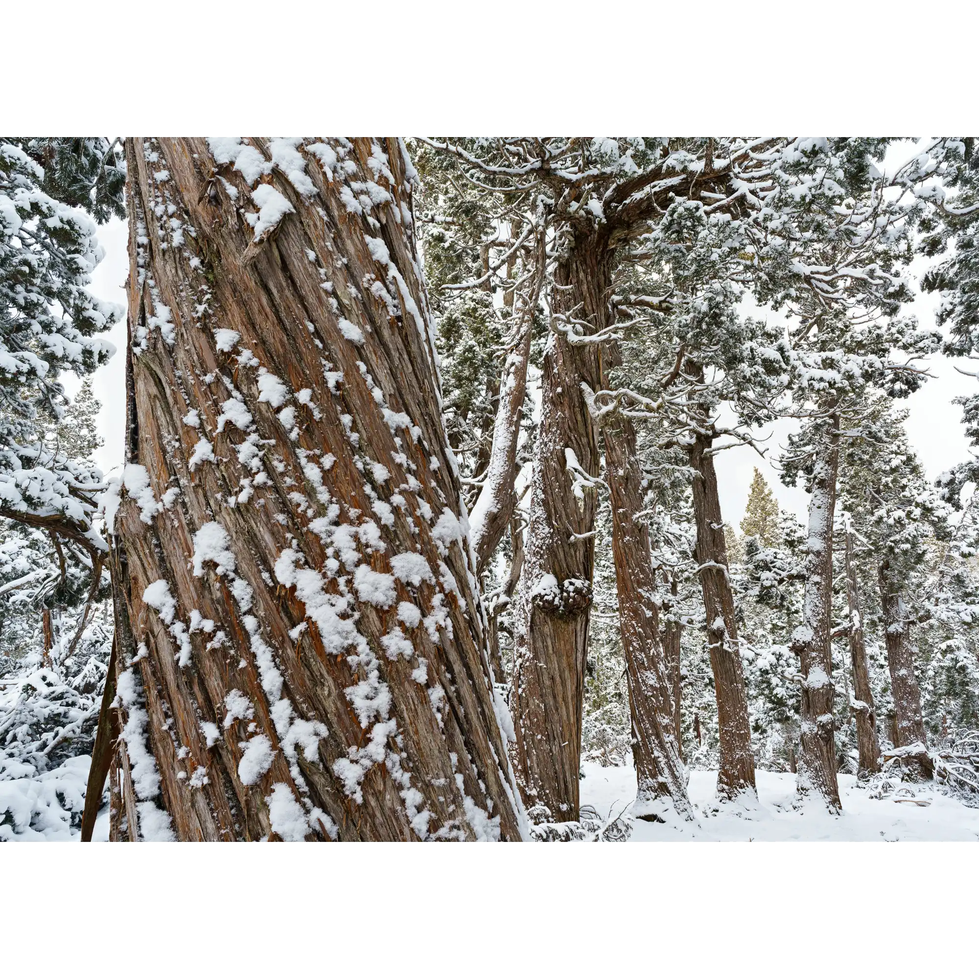 Snowy Pencil Pine forest #1, Tasmania by Grant Dixon