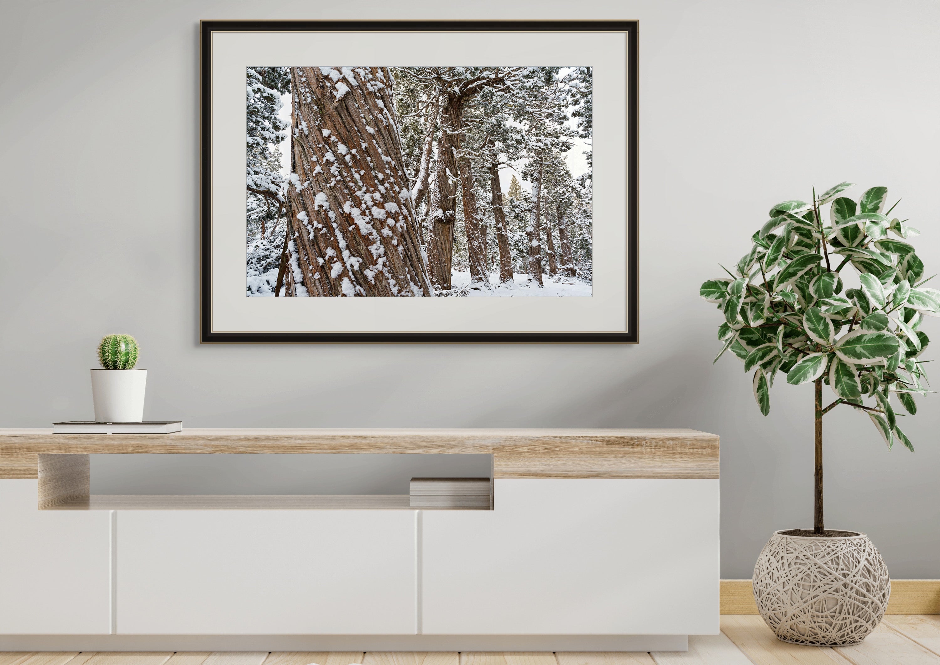 Snowy Pencil Pine forest #1, Tasmania by Grant Dixon