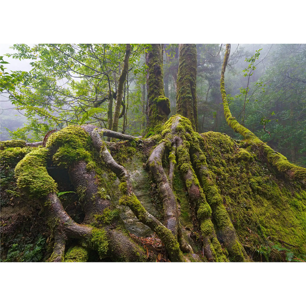 Sassafras roots, Great Western Tiers, Tasmania by Grant Dixon