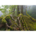 Sassafras roots, Great Western Tiers, Tasmania by Grant Dixon