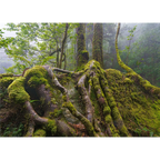Sassafras roots, Great Western Tiers, Tasmania by Grant Dixon