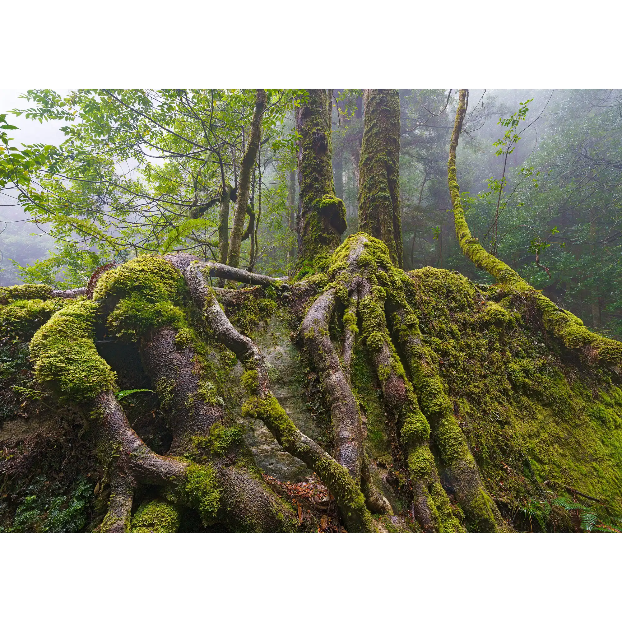 Sassafras roots, Great Western Tiers, Tasmania by Grant Dixon