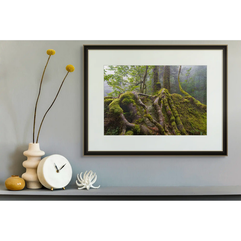 Sassafras roots, Great Western Tiers, Tasmania by Grant Dixon