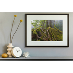 Sassafras roots, Great Western Tiers, Tasmania by Grant Dixon