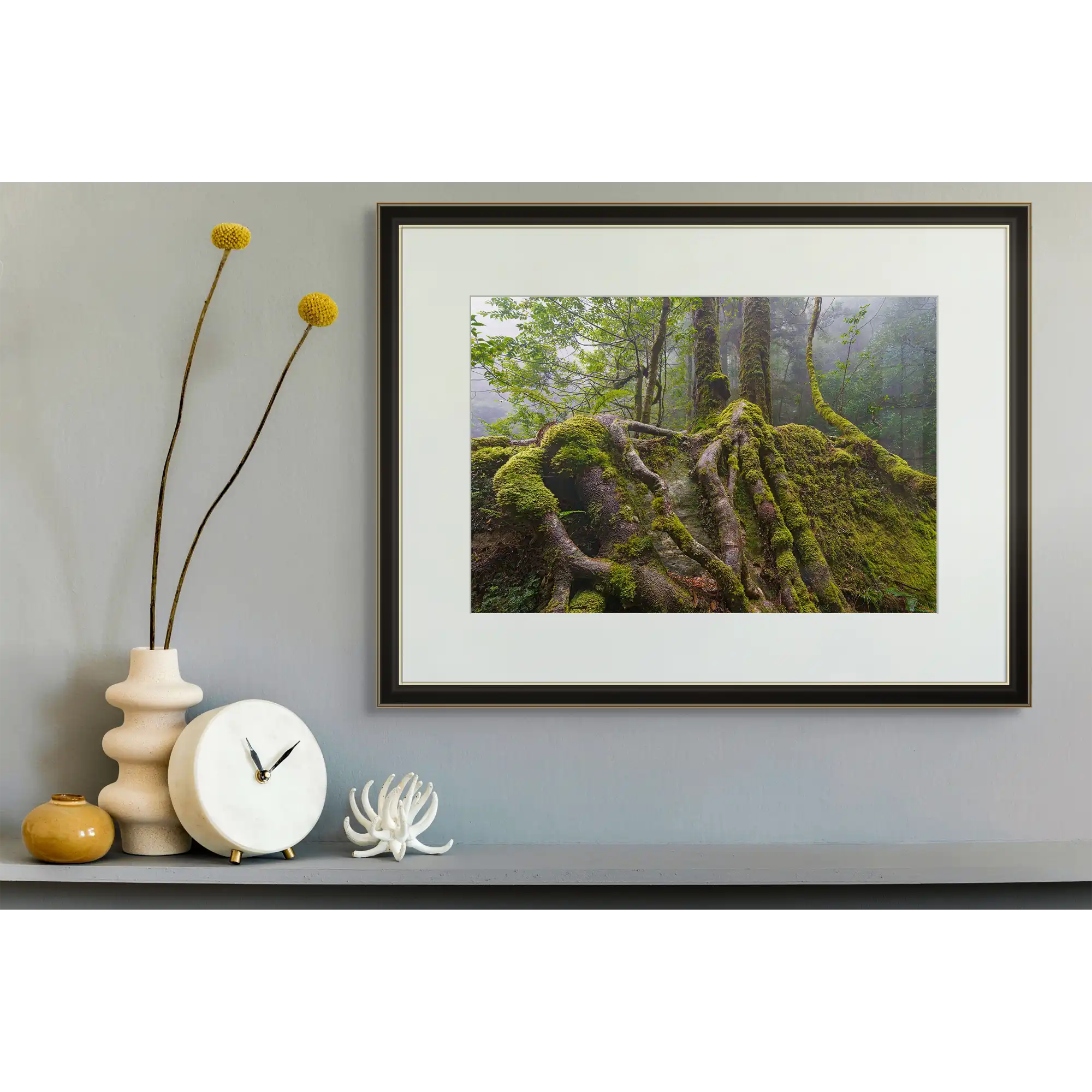 Sassafras roots, Great Western Tiers, Tasmania by Grant Dixon