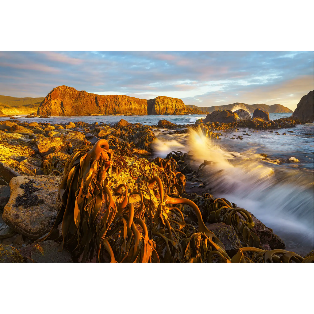 Kelp at low tide and sunset, south coast, Tasmania by Grant Dixon