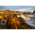 Kelp at low tide and sunset, south coast, Tasmania by Grant Dixon
