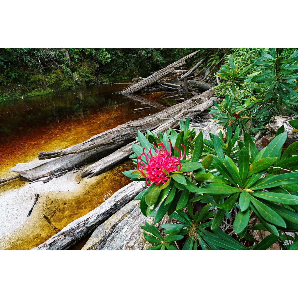 Waratah bloom, Spero River, Spero-Wanderer region, Tasmania by Grant Dixon