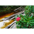 Waratah bloom, Spero River, Spero-Wanderer region, Tasmania by Grant Dixon