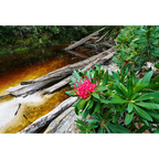 Waratah bloom, Spero River, Spero-Wanderer region, Tasmania by Grant Dixon