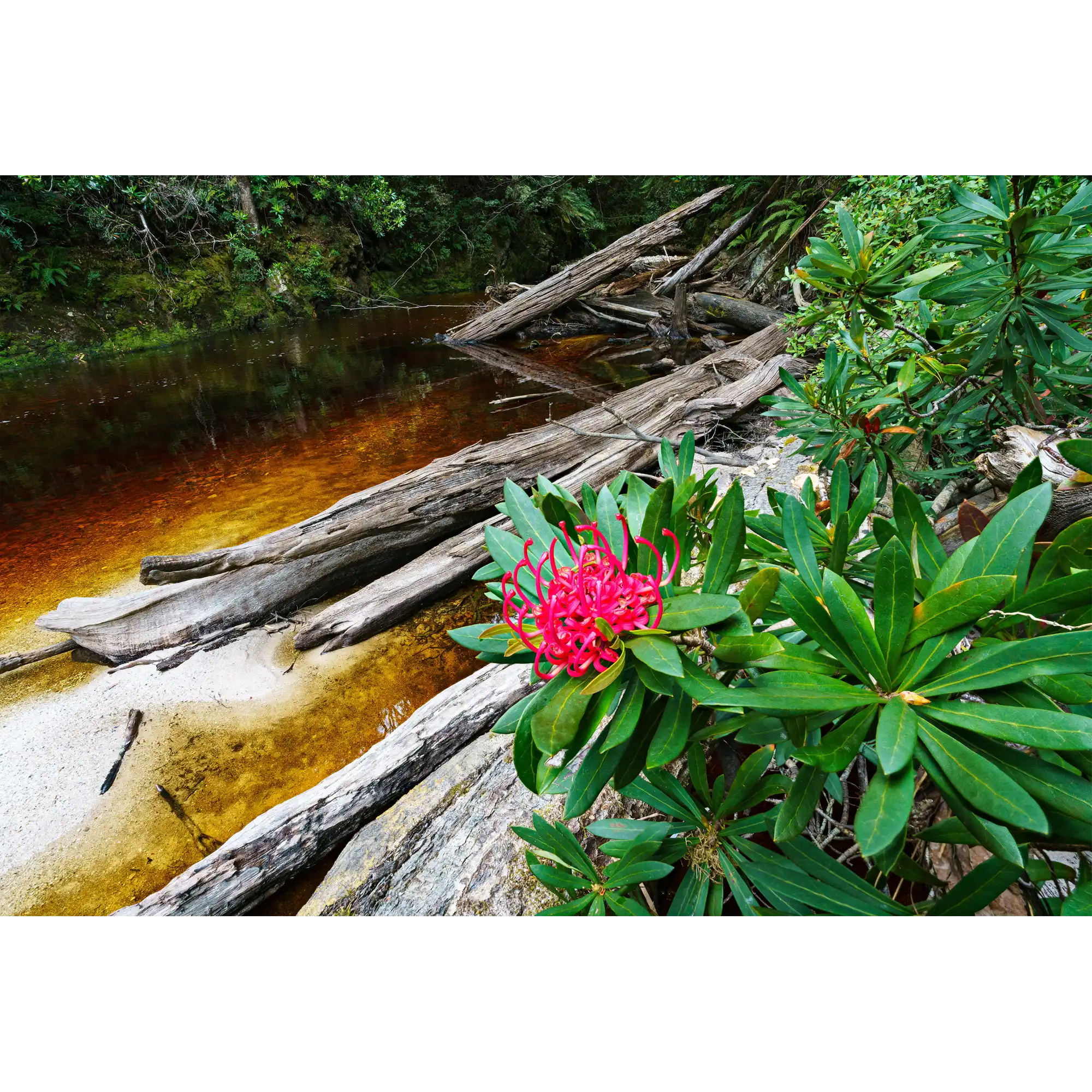 Waratah bloom, Spero River, Spero-Wanderer region, Tasmania by Grant Dixon