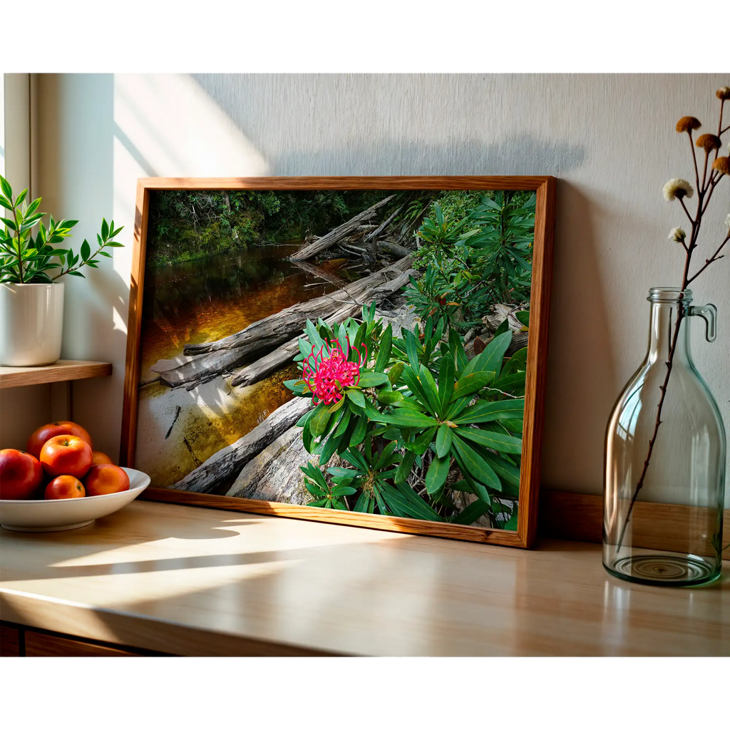 Waratah bloom, Spero River, Spero-Wanderer region, Tasmania by Grant Dixon