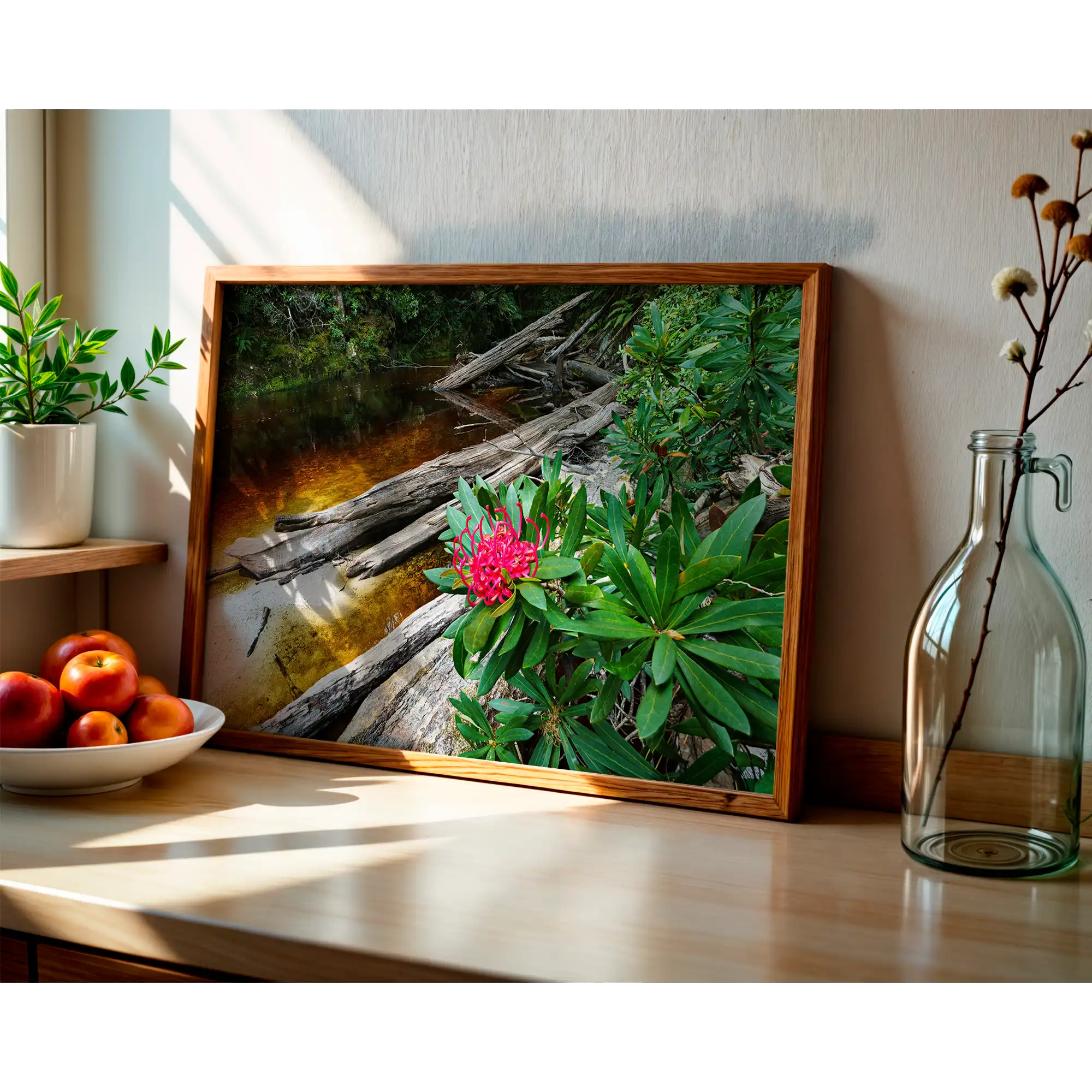 Waratah bloom, Spero River, Spero-Wanderer region, Tasmania by Grant Dixon
