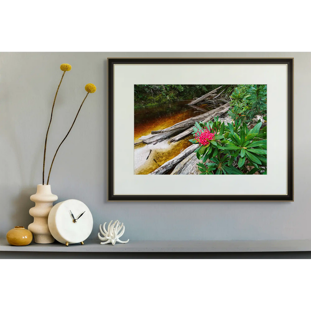 Waratah bloom, Spero River, Spero-Wanderer region, Tasmania by Grant Dixon