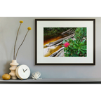 Waratah bloom, Spero River, Spero-Wanderer region, Tasmania by Grant Dixon