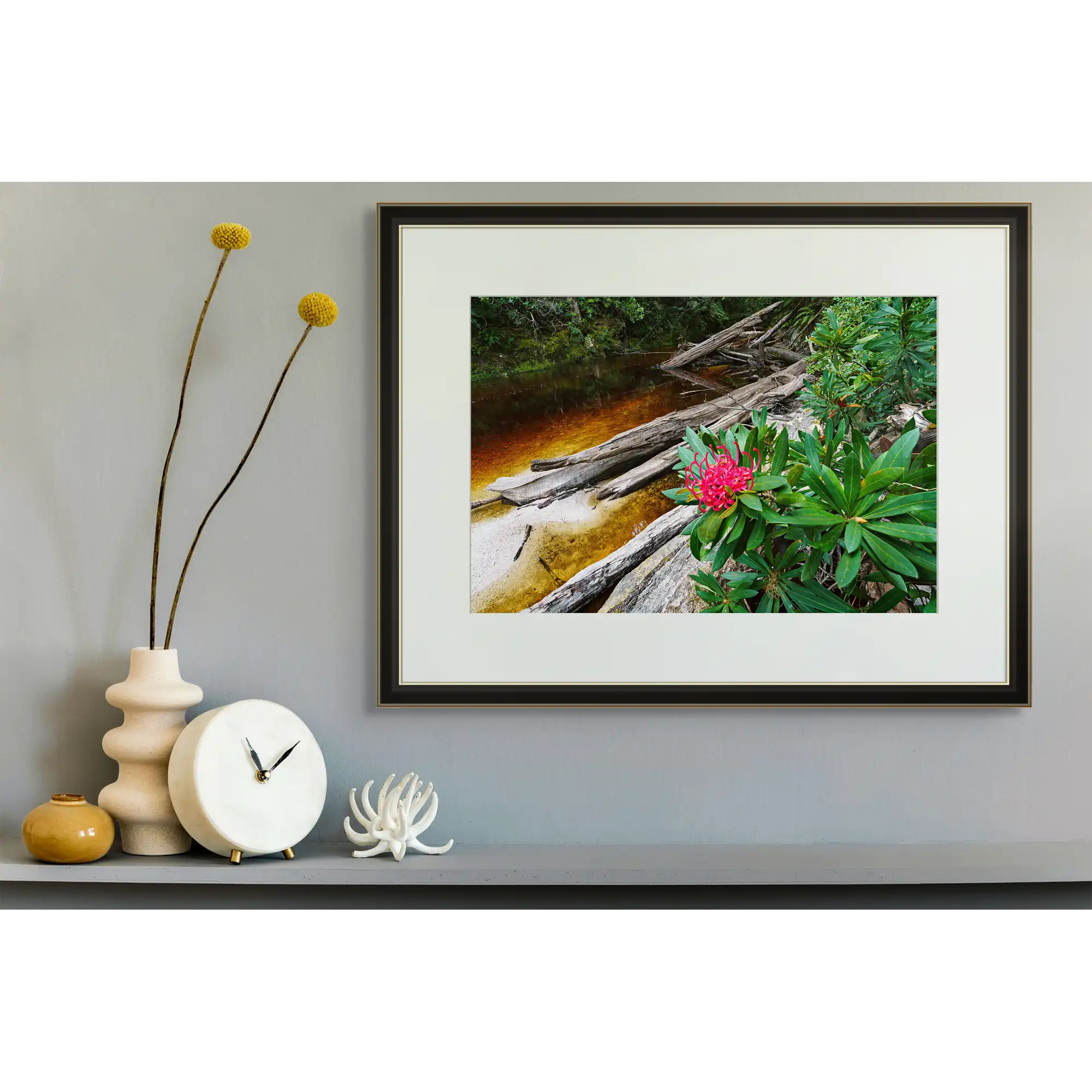 Waratah bloom, Spero River, Spero-Wanderer region, Tasmania by Grant Dixon