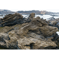 Oonah folding, Clydies Corner, Spero-Wanderer region, Tasmania by Grant Dixon