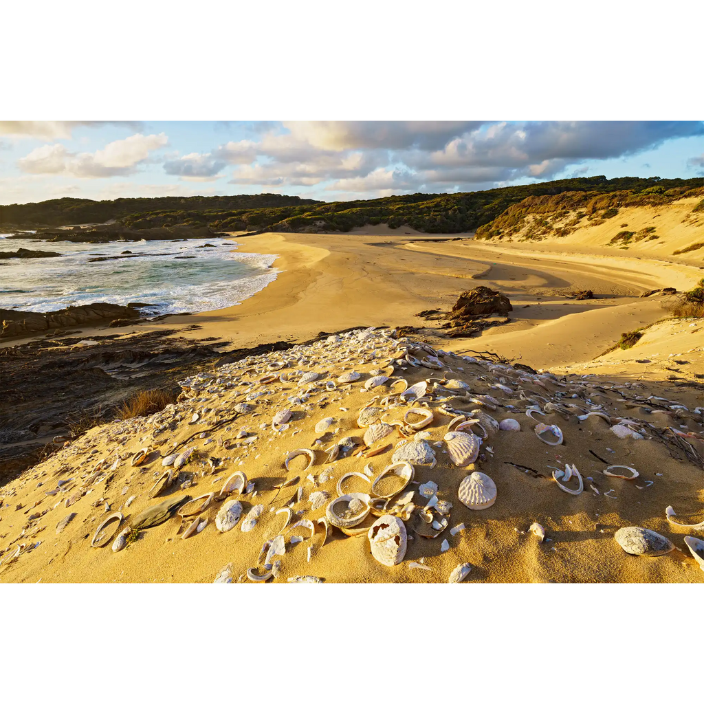 Aboriginal midden, Sassy Creek, Spero-Wanderer region, Tasmania by Grant Dixon