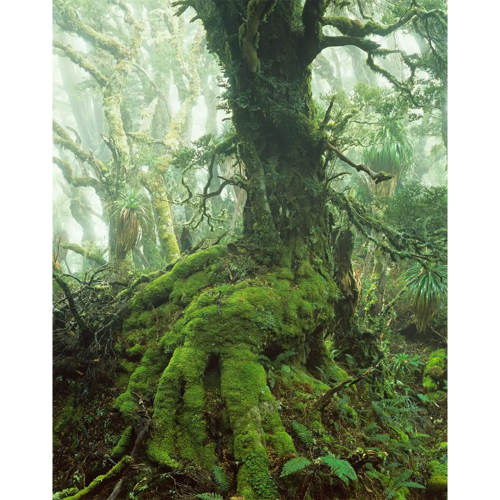 Myrtle tree in rainforest at Mount Anne, Southwest Tasmania by Peter Dombrovskis