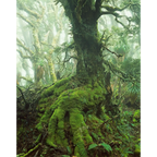 Myrtle tree in rainforest at Mount Anne, Southwest Tasmania by Peter Dombrovskis
